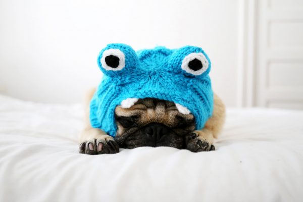 Little Monster Hat - All You Need Is Pug