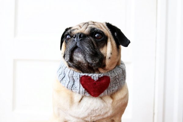 Sweetheart Neck Warmer - All You Need is Pug